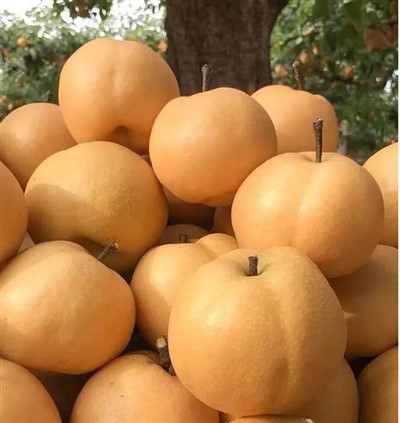 Азиатски круши Hosui