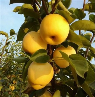 Сочна круша