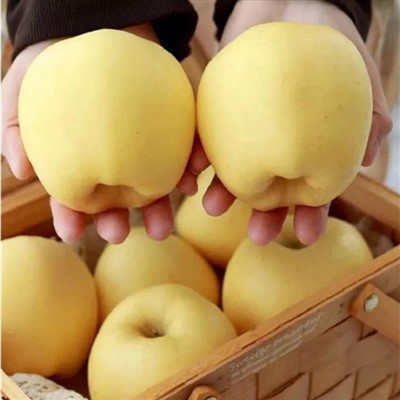 Ябълка Кинсей