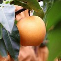Има ли алергични реакции към Nansui Pear?