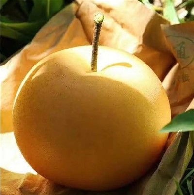 Кръгла захарна круша