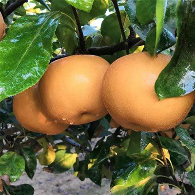 Пясъчна круша