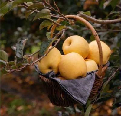 Сладки жълти ябълки